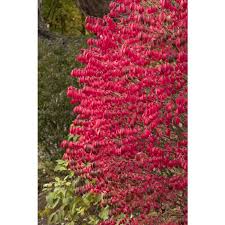 Maybe you would like to learn more about one of these? Burning Bush Dwarf A Garden Center Duluth Minnesota Plants Trees Shrubs Flowers Annuals Perennials
