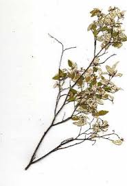 Image result for Croton pseudopulchellus