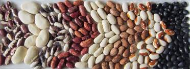 Image result for Phaseolus