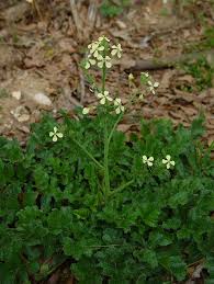 Image result for Raphanus raphanistrum