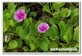 Image result for Ipomoea lapathifolia