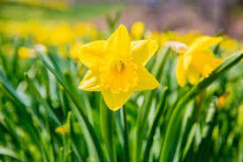 Trumpet Daffodil Flower Festival Easter Flowers Daffodils