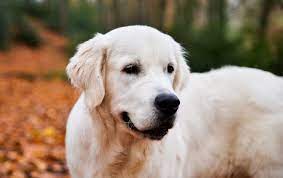 Golden retriever puppies are the cutest things in the world. 10 Facts You Didn T Know About The English Cream Golden Retriever All Things Dogs All Things Dogs