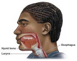 Hyoid Bone Chelovecheskoe Telo
