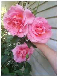 Charm pink is a medium roseish tone of pink that is used in interior design. Name This Light Pink Very Fragrant Large Rose