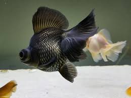 It is a variety that has only recently been deemed a major lineage by a few published works. Blue Butterfly Telescope Goldfish Goldfish Fish Garden Fish