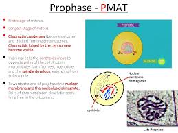 Check spelling or type a new query. Topic 1 6 Genetic Information Is Copied And