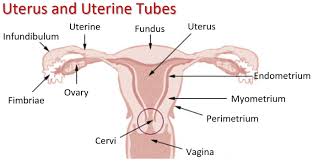 Image result for cervix position