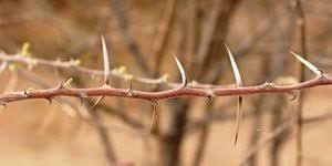 Image result for Acacia adenocalyx