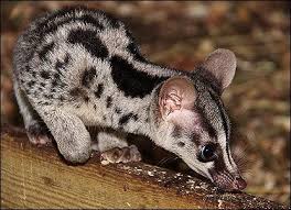 Pin On Wildlife