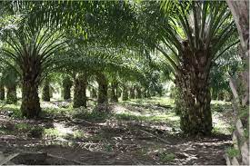 Secara umum baik untuk perkebunan kelapa sawit ataupun yang lainnya, aktivitas transaksi perusahaan perkebunan terbagi dalam beberapa tahap antara lain: Software Akuntansi Perkebunan Kelapa Sawit