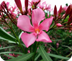 Quiconque meurt, meurt à douleur (1998). Laurier Rose Nerium Oleander Centre Antipoisons Belge