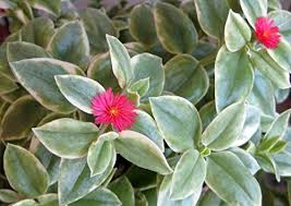 The baby sunrose or heartleaf ice plant, aptenia cordifolia is not invasive. Baby Sun Rose Heart Ice Plant Trailing Succulent Aptenia Cordifolia Variegata Buy Online In Dominica At Dominica Desertcart Com Productid 81257751