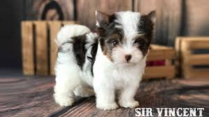 Find local yorkshire terrier puppies for sale and dogs for adoption near you. Sir Vincent Is A Chocolate Biewer Terrier Puppy Youtube