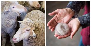 Schleicher rambouillet deal of the day. New Mexico S Sheep Shearing School