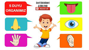 Duyu Organlari Oyunu Youtube Sinif Okul Oncesi Okul