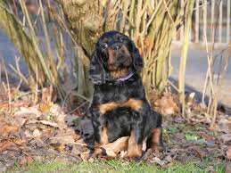 Halter, die die eigenschaften nicht erfüllen, müssen sich bewusst sein. Gordon Setter Welpen Gorden Setter Hunde Welpen Zucht