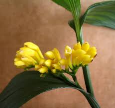 Image result for Corymborkis