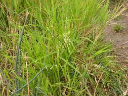 Image result for Leersia