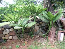 Cultivo Y Cuidados De Las Dieffenbachia