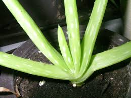 Unbekannte Pflanze Aloe Pflanzenbestimmung Pflanzensuche Green24 Hilfe Pflege Bilder