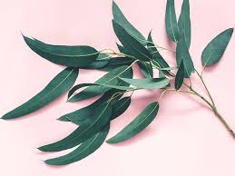 Eucalyptus trees do not have a high risk of failing. 7 Impressive Benefits Of Eucalyptus Leaves