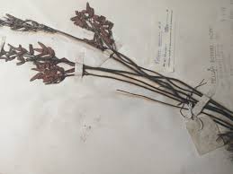 Image result for Pellaea boivinii