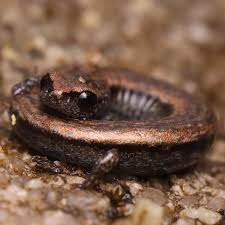 Image result for Vepris sansibarensis