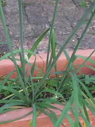 Image result for Nothoscordum borbonicum