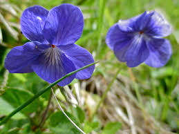 Image result for Viola abyssinica