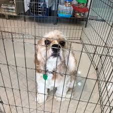 We will groom your new puppy (under 14 weeks old) for free! The Pet Spa Al Barsha 1 Ø¯Ø¨ÙŠ Ø¯Ø¨ÙŠ