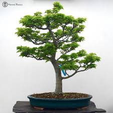 See more ideas about maple bonsai, japanese maple bonsai, bonsai. Herons Bonsai On Twitter Shishigashira Maple Bonsai Tree For Sale Now Https T Co Yhqtqkpu7h