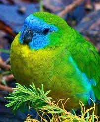 Turquoise Parrot By Margaret Saheed Parrot Pet Birds Colorful Birds