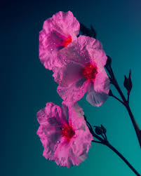Get ftd® flower delivery today! Bright Saturated Color Cloaks Houseplants And Flowers In Kaleidoscopic Photographs Idea Huntr