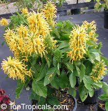 Image result for Justicia aurea