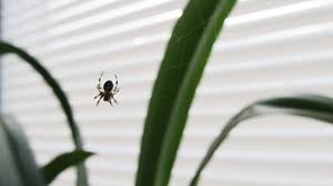 Once you have a general idea. Bed Bug Predators What Insects Animals Eat Bed Bugs Pest Samurai