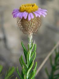 Image result for Athrixia