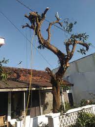 Potong rumput mesti ada caranya dan mesti ada kemahiran. Tender Pembersihan Potong Rumput 2019