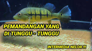 Seperti ada benjolan halus yang membuat bentuk kepalanya. Info Tentang Dan Membedakan Jantan Atau Betina Peacock Bass Monoculus By Ked Fish Store