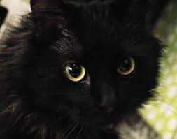 We are a humane organization, founded on principles of compassion and empathy, and the elimination of cruelty and. Adopt Macy On Petfinder Cat Adoption Kitten Adoption Long Haired Cats