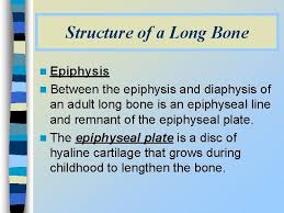 Maybe you would like to learn more about one of these? Bones 206 Bones Are Said To Be In