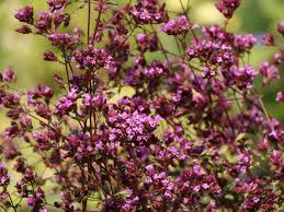 Setup s&t innovations for micro, small and medium enterprises. Blumen Dost Hopleys Alles Erfahren Uber Blute Wuchs Co