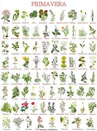 Fiore blu spiga selvatico / in nome dei fiori: Nepi Flora Fiori E Erbe Selvatiche Blog Di Antiquaviva