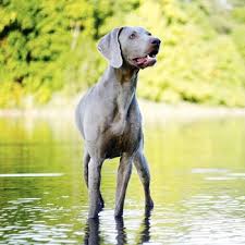 Weimaraner Breed Information Characteristics Heath Problems Dogzone Com The weimaraner is built to move with great speed and endurance and combines grace, stamina, and an alert demeanor. weimaraner breed information