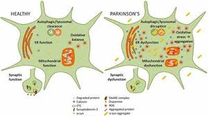 Although based structurally on the same methodology that has driven the global. Frontiers Targeting Alpha Synuclein As A Therapy For Parkinson S Disease Molecular Neuroscience