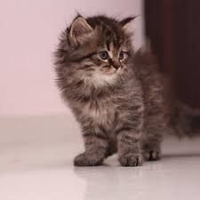 They can be loving and affectionate, but can a kitten will cost you anything between £300 to £600 in the uk, or $400 to $1000 in the us. Buy Maine Coon Cat Kitten For Sale Online In India At Best Price