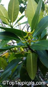 Image result for Rhizophora