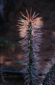 Perhaps the first thing you think of is the spines. Aposematic Coloration In Thorny Spiny And Prickly Plants Springerlink
