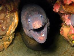 We did not find results for: Proof That Eels Are The Cutest Animals Ever