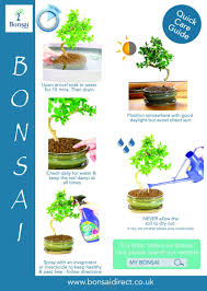 Check out our money tree bonsai selection for the very best in unique or custom, handmade pieces from our craft supplies & tools shops. Bonsai Help Q A Archives Bonsai Trees For Sale Uk
